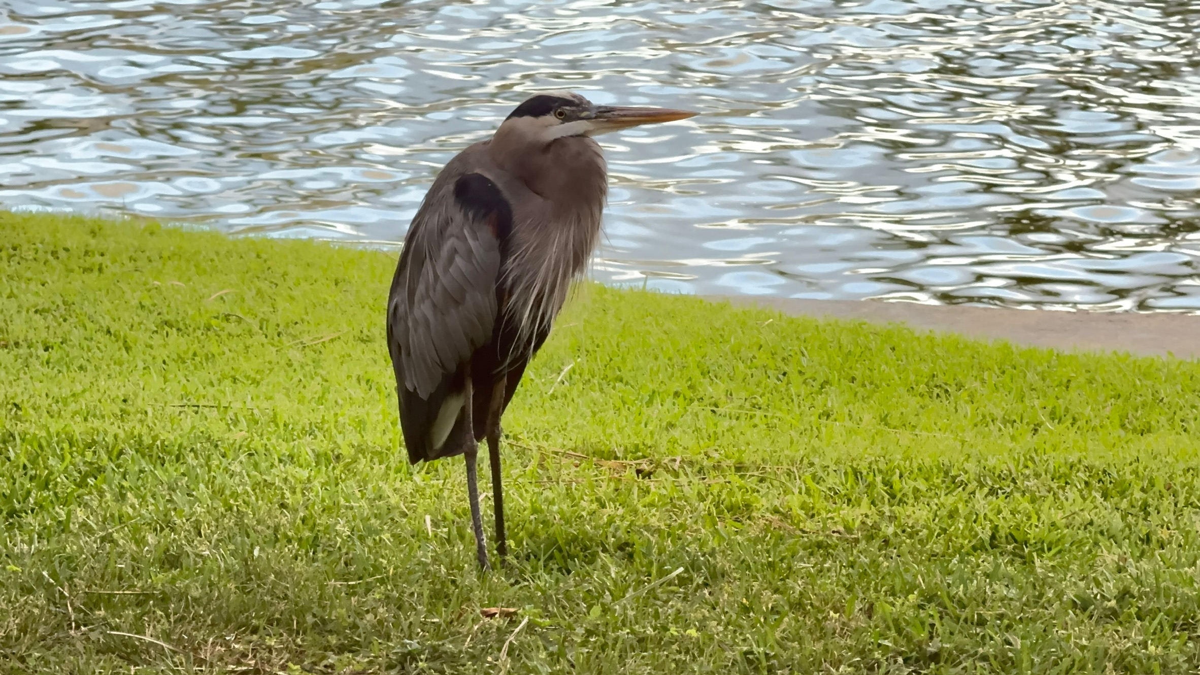 Great blue heron by the lake