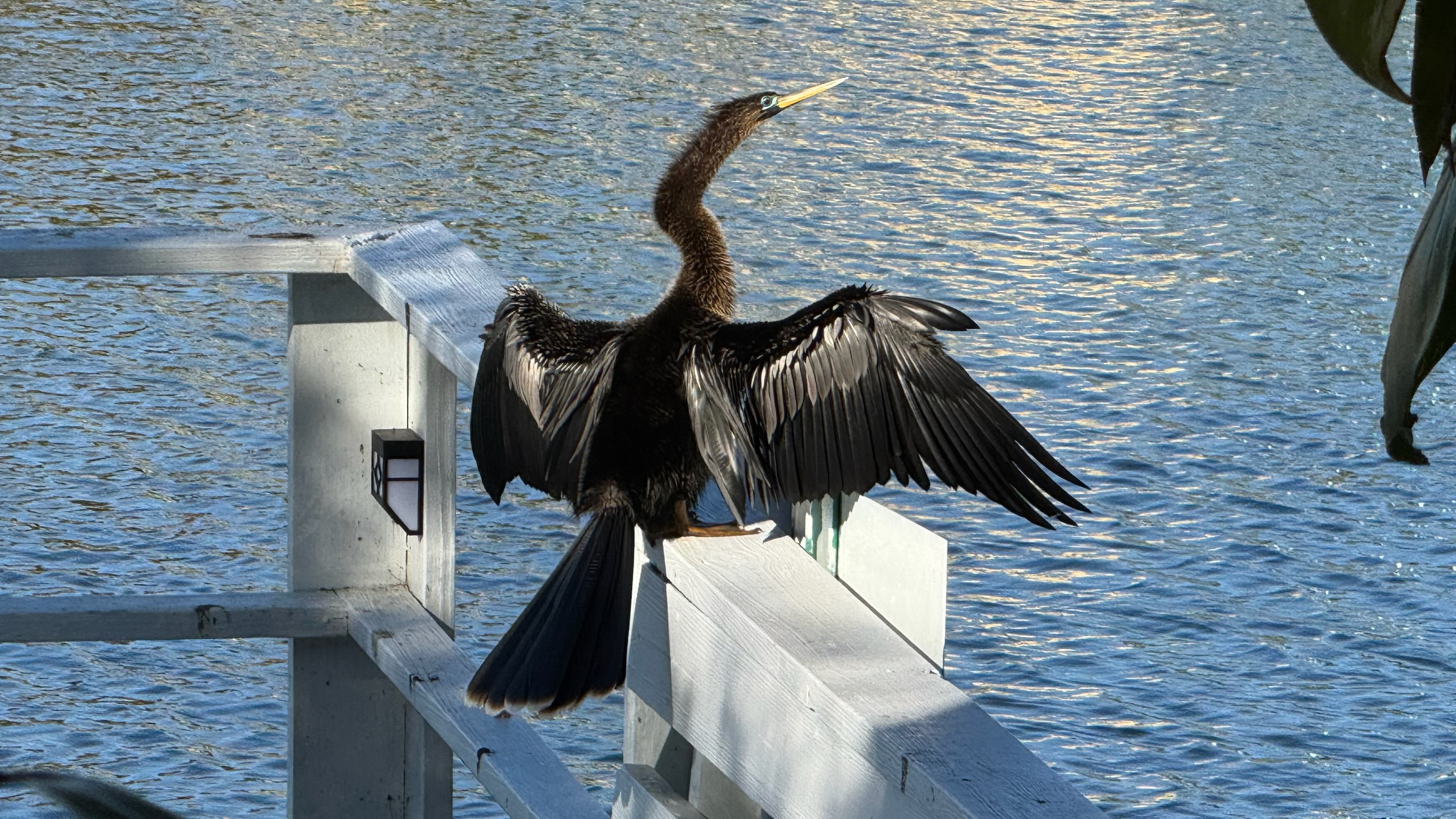 Anhinga drying its wings on the waterfront